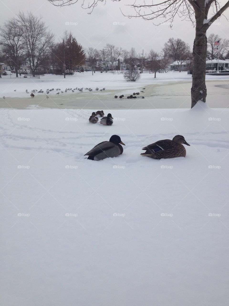 Ducks In the Snow