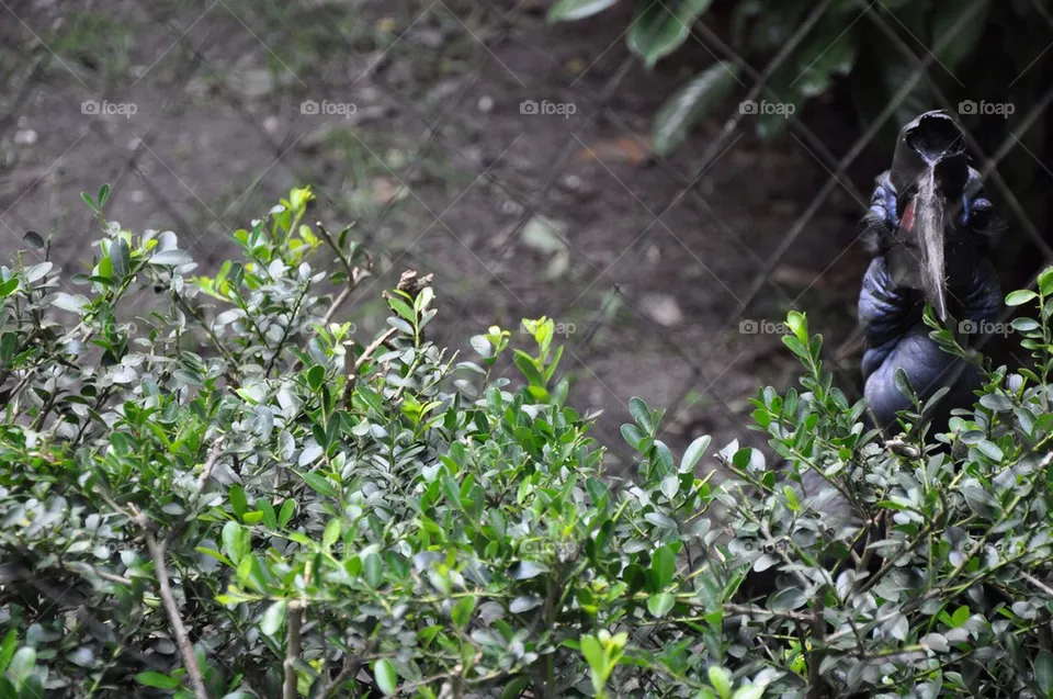 Caged Bird.