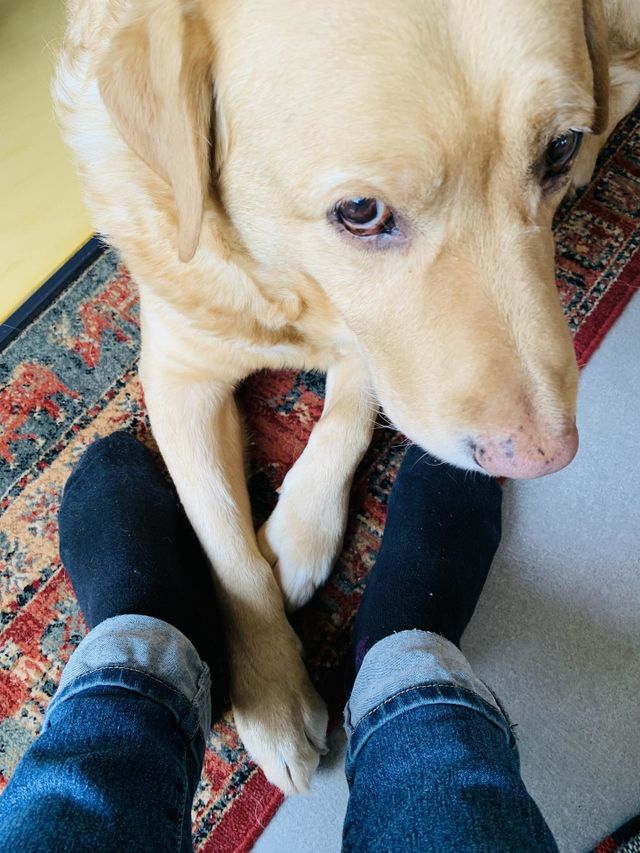 Giving Mission : Man’s Best Friend 