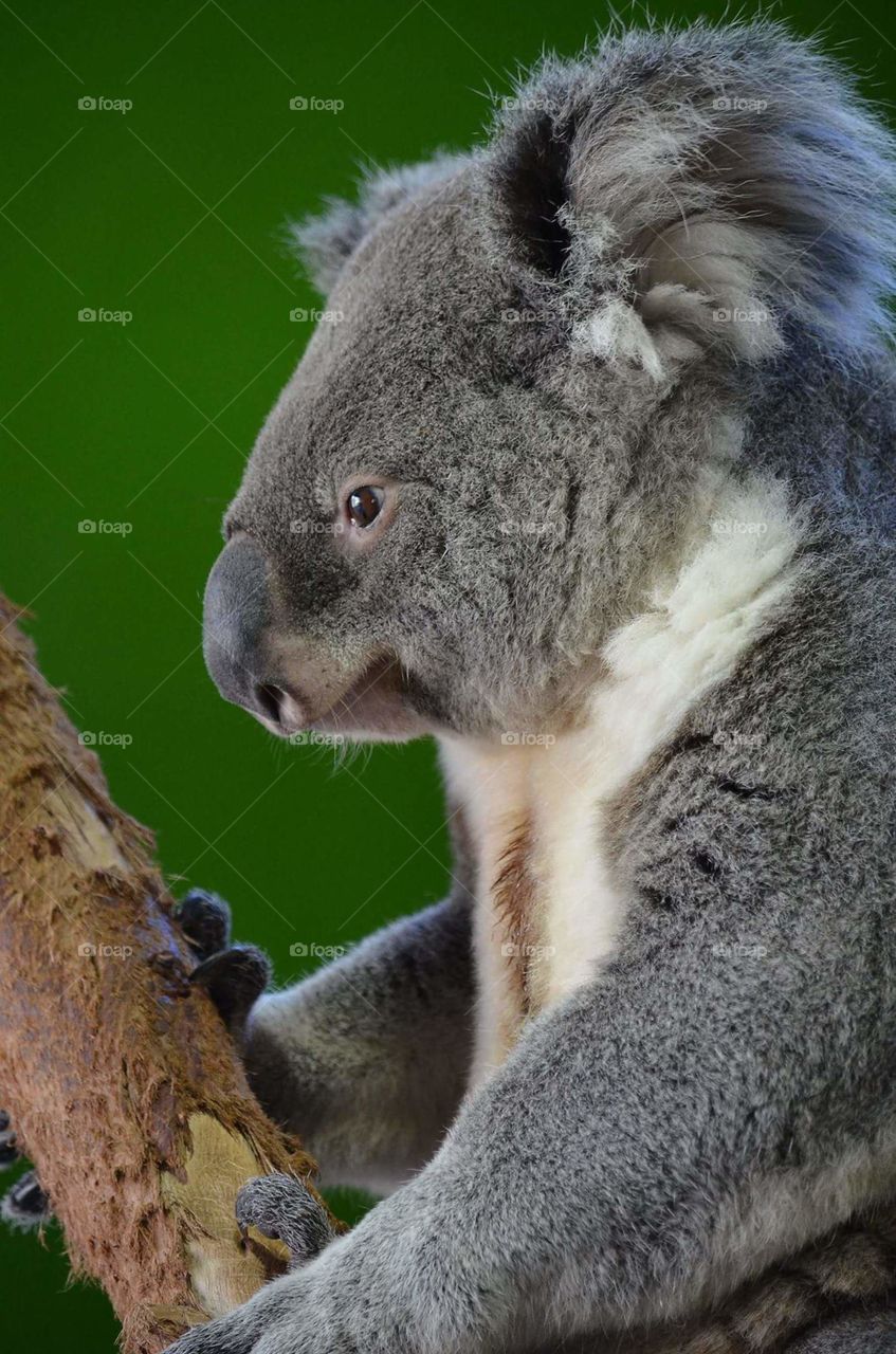 Koala