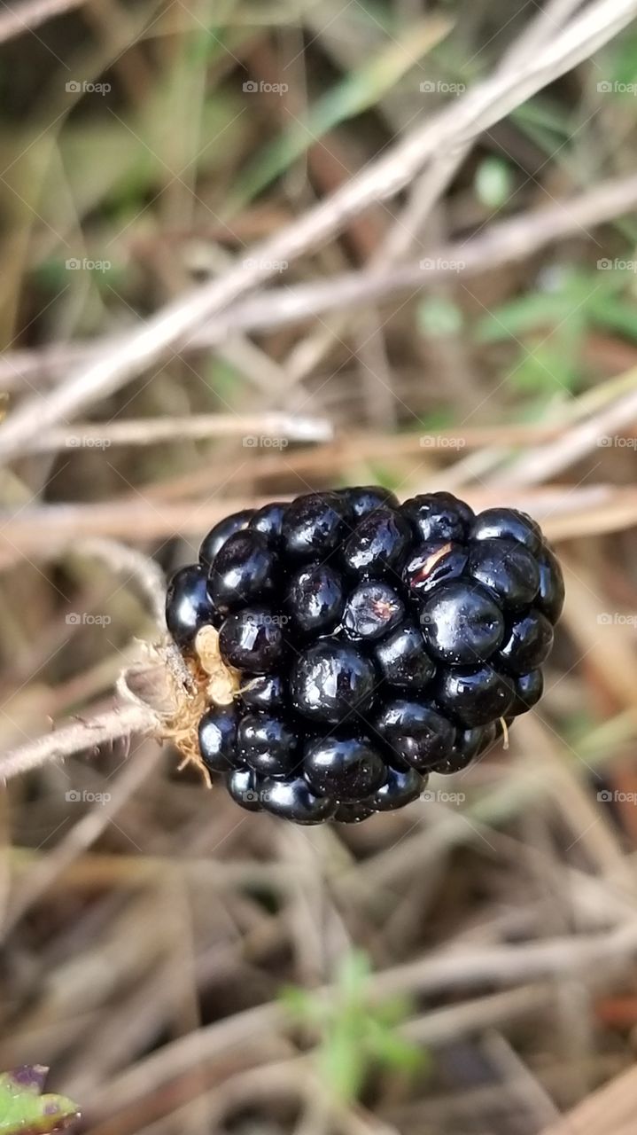 blackberry