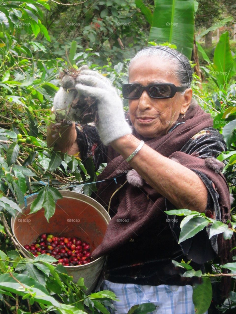 Abuelita cosechando café. Colombia zona cafetera por décadas