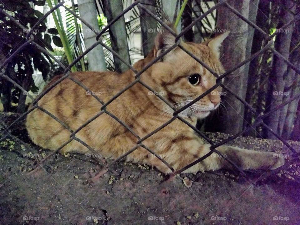 hii, my name is Ginger