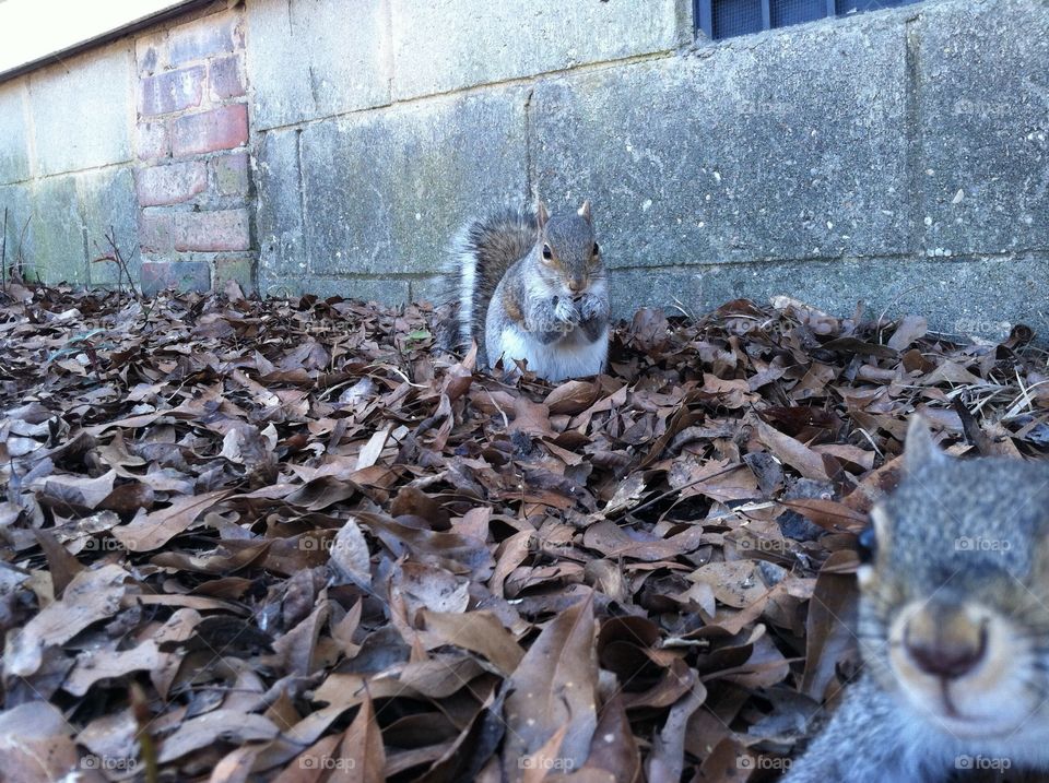 Squirrel selfie