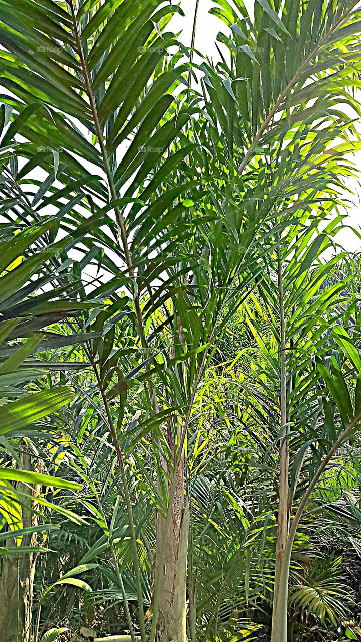 PASSEANDO PELO POMAR ENCONTREI ESTA PALMEIRA.