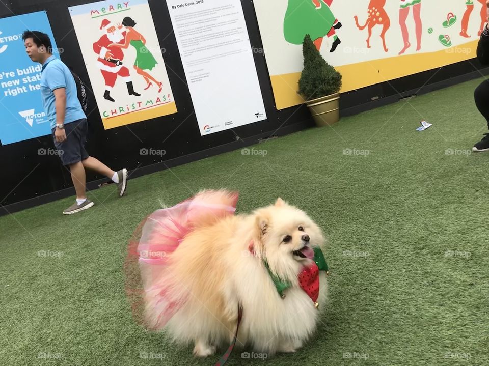 My cute little Pomerania Daisy with sing decorating Christmas season at Melbourne City 