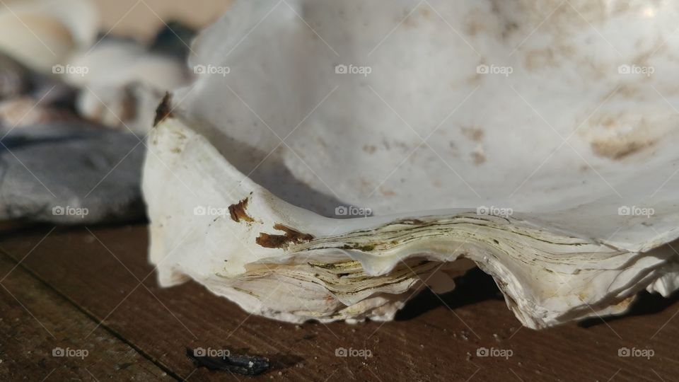 layers of seashell