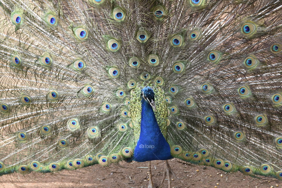 peacock