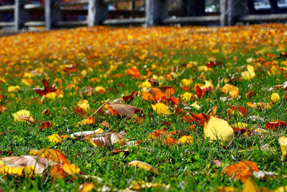 Autumn leaves on green glass