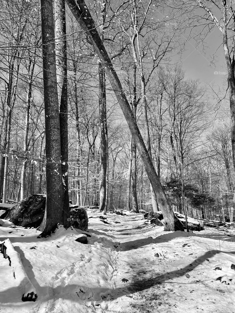 A snow covered hiking trail through the woods