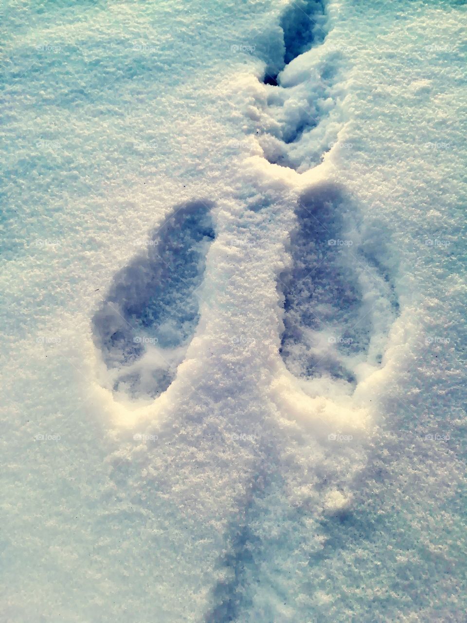 Hare footprints