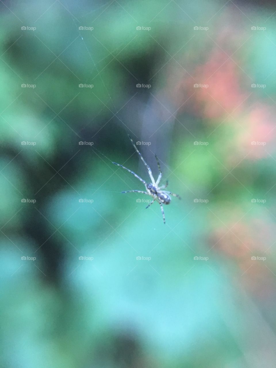 Tiny spider