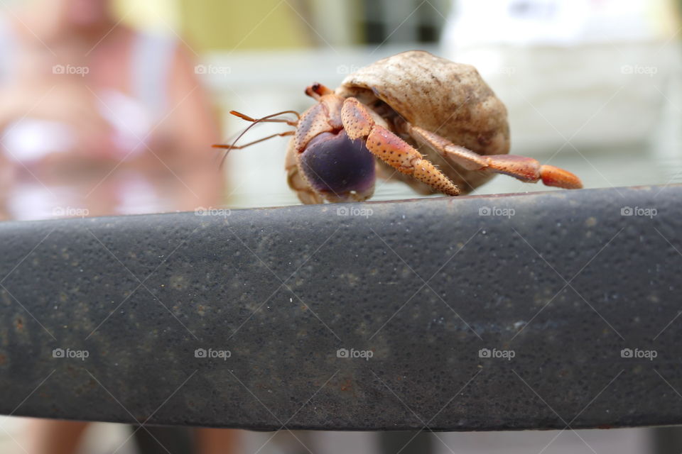 Crab at my backyard