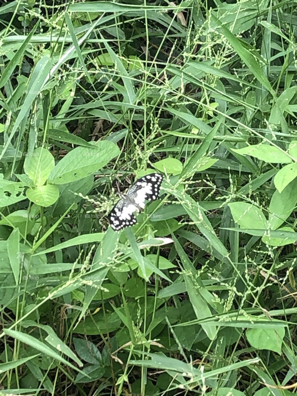 The signs of nature, Without COVID-19 ( Thailand 🇹🇭