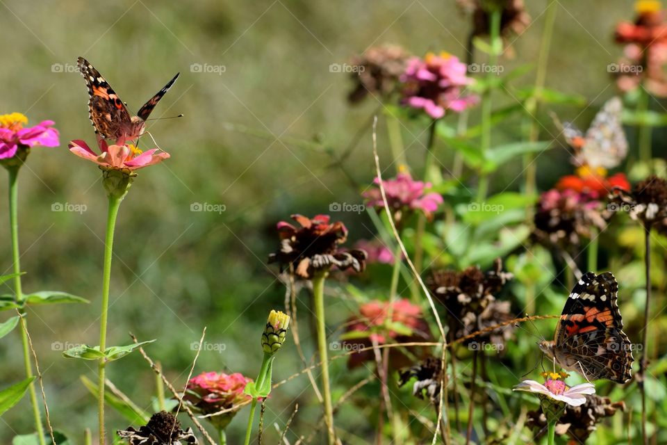 Butterflies