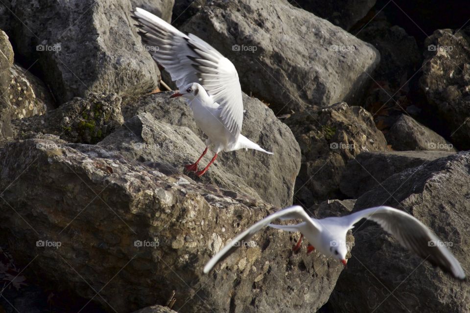 Seagulls flying over rocks