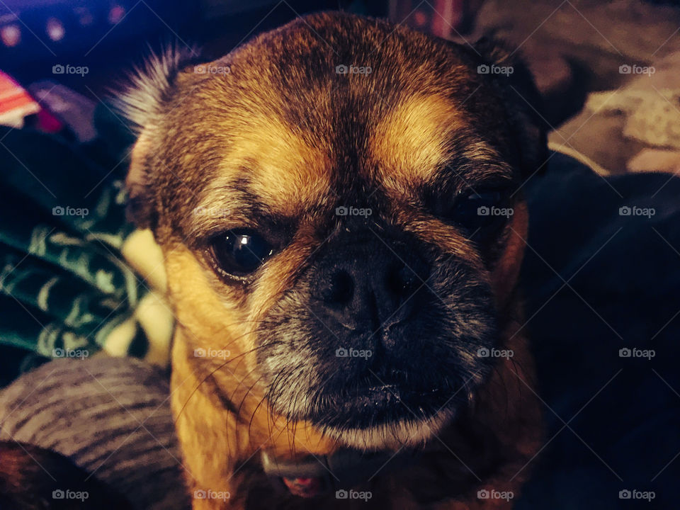 Portrait of an adorable dog