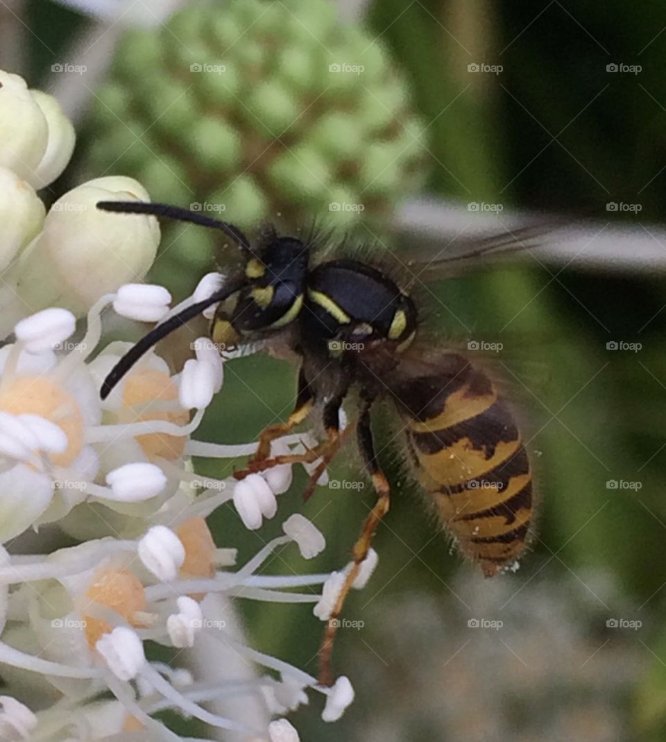 Wasp in flower