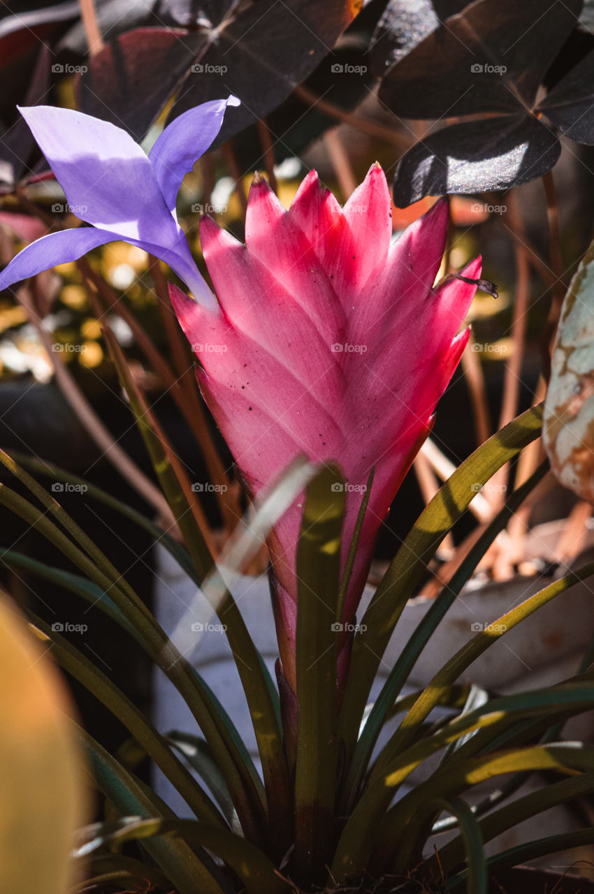 Wallisia cyanea is a species of plant from the bromeliad family, native to the tropical forests of Ecuador.