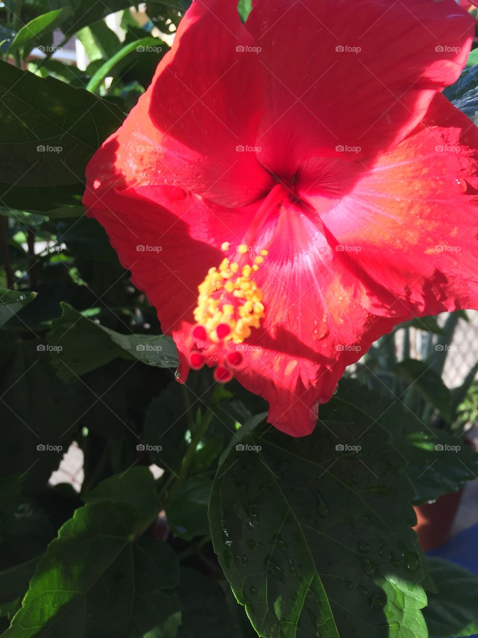 Morning light greets hibiscus. 