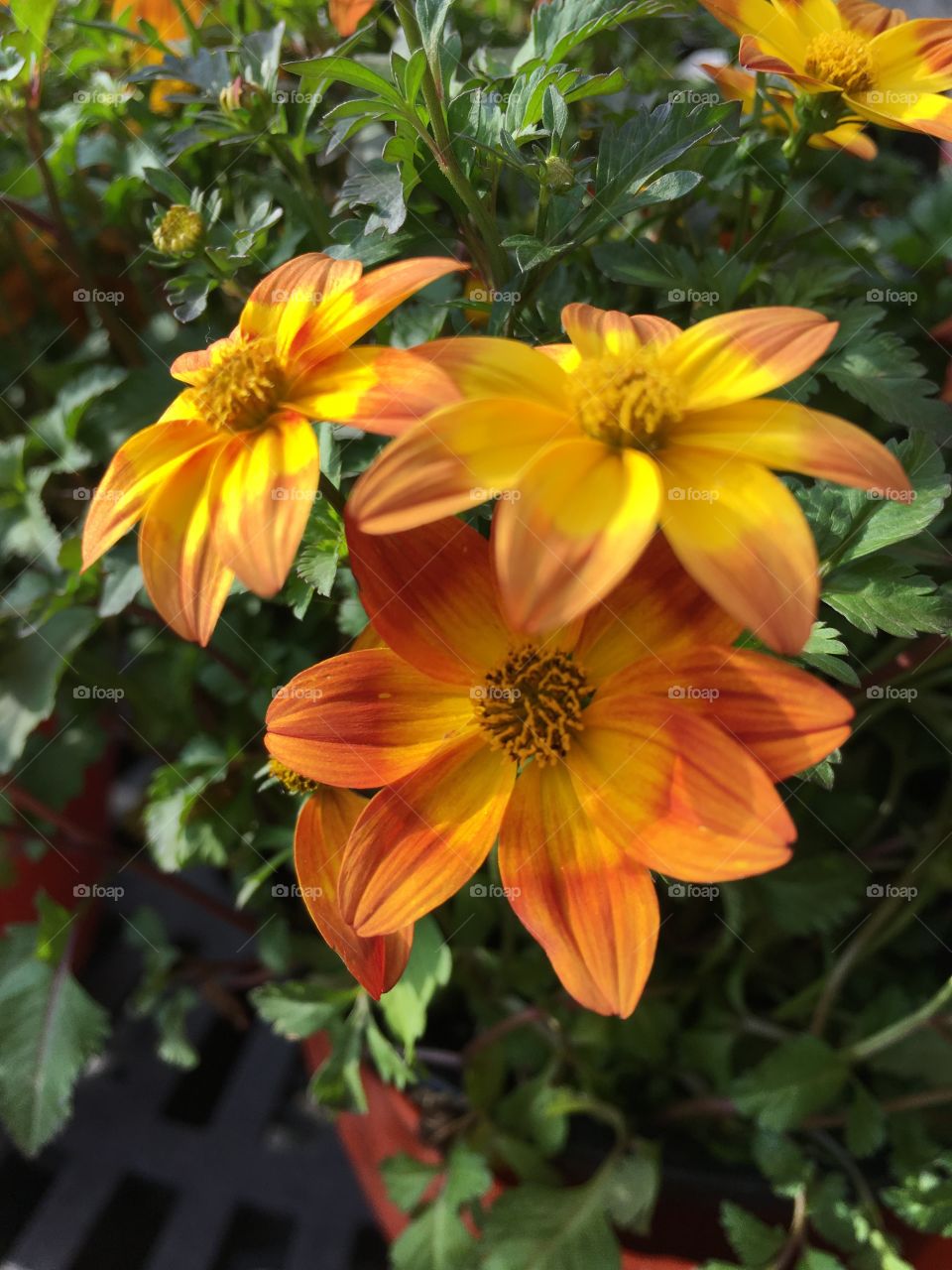 Yellow and orange flowers