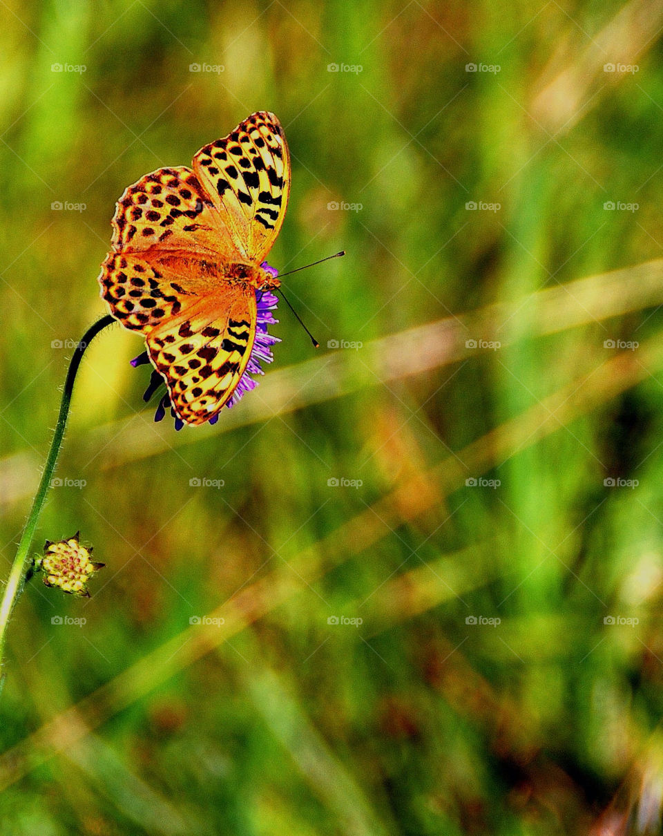 Beautiful butterfly!