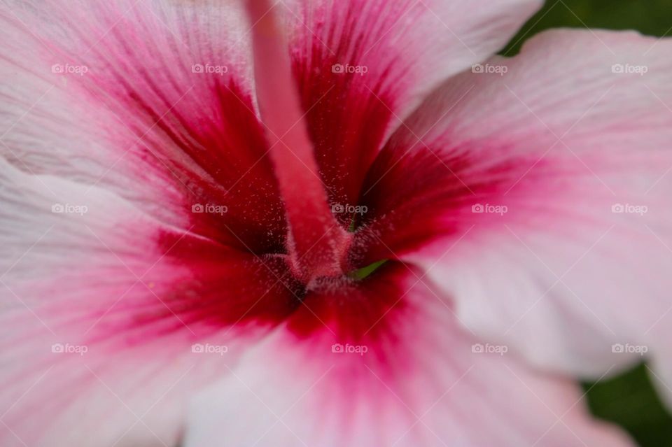 Close up of the beautiful pink hibiscus flower