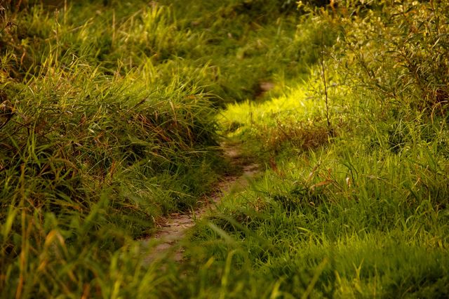 Trail