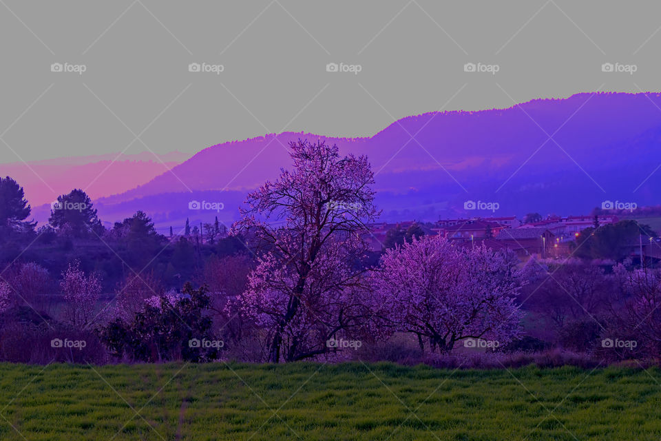 almond trees in bloom at sunset with village and mountains l background