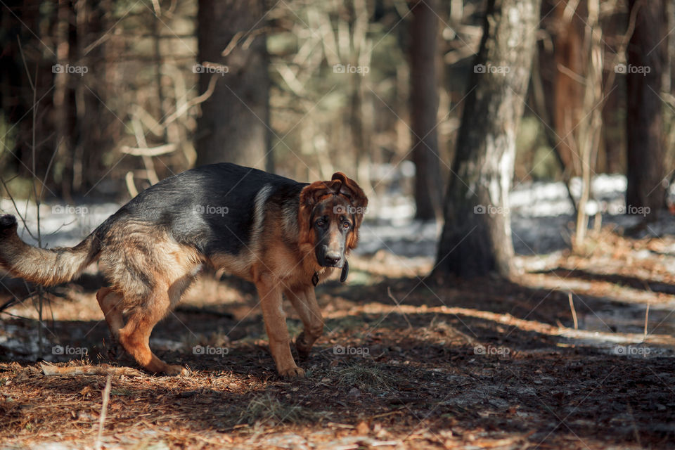 German shepherd young male dog walking outdoor at spring day