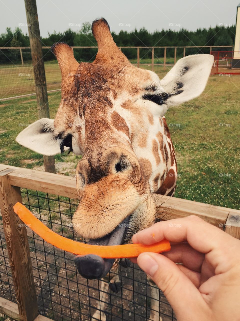 Feeding giraffe at zoo
