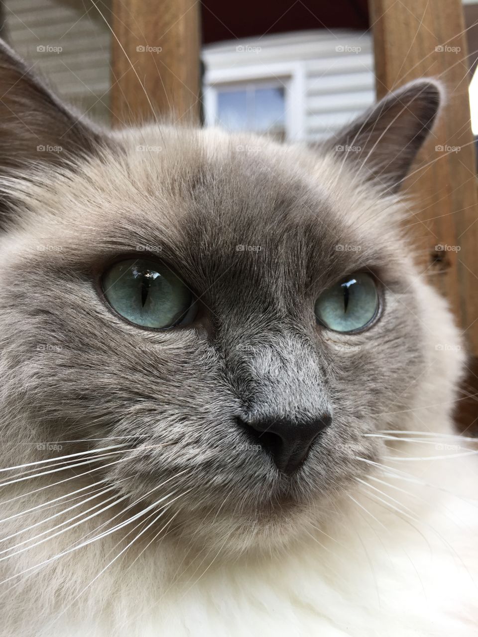 Close-up of a ragdoll dog