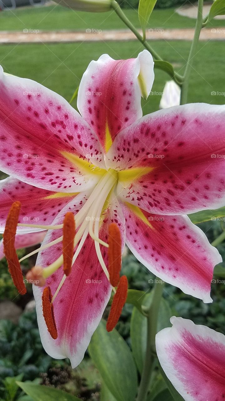 Star Gazer lily