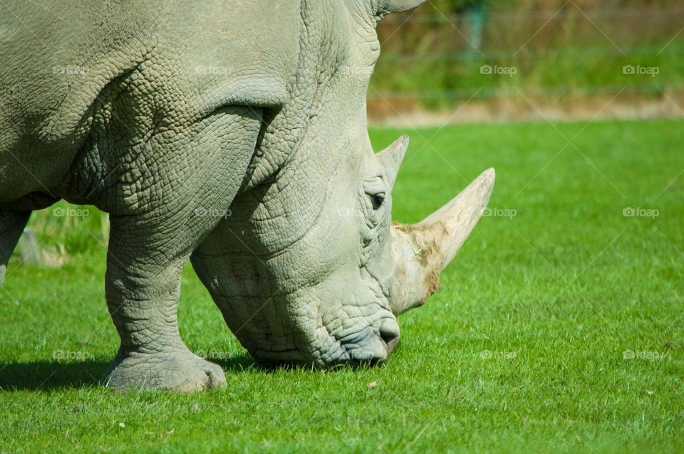 Rhinoceros 