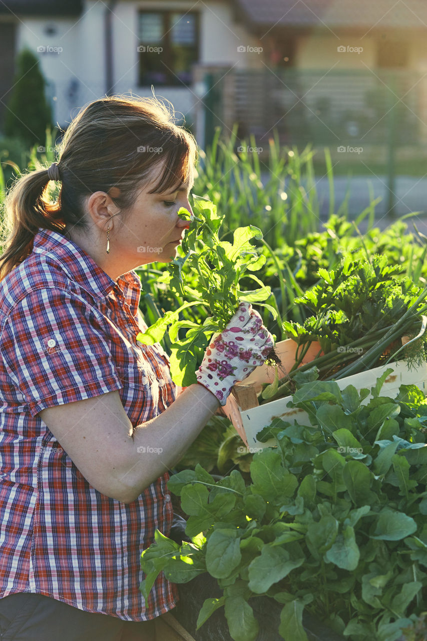 Woman working in a home garden in the backyard, picking the vegetables and put to wooden box. Candid people, real moments, authentic situations