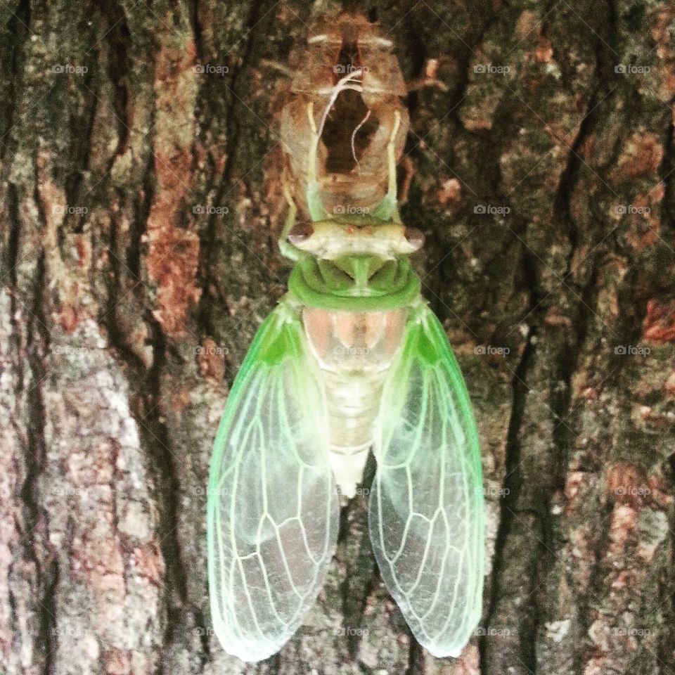 A cicada emerging from its shell in my backyard