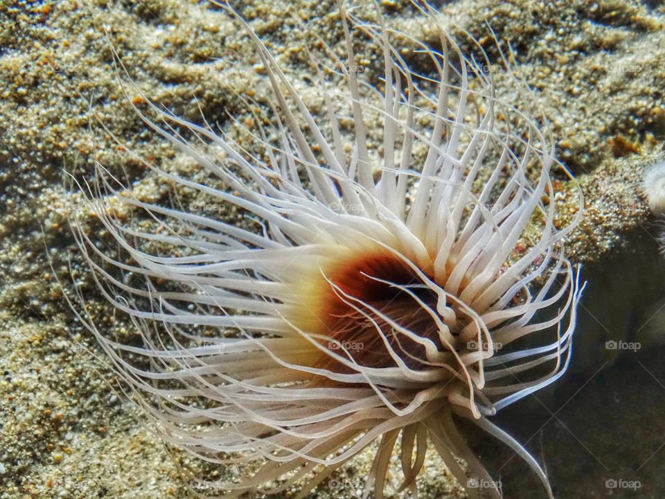 Sea Anenome Swaying Gently In The Current. Delicate Sea Anemone
