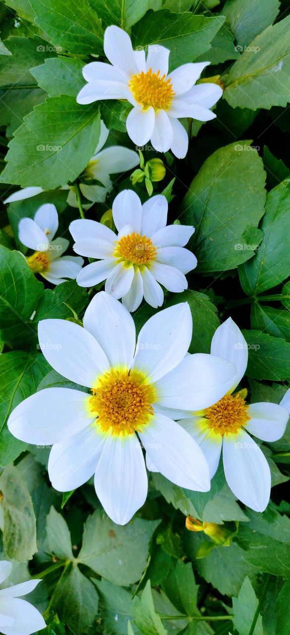 Beautiful white Dahlia flowers .