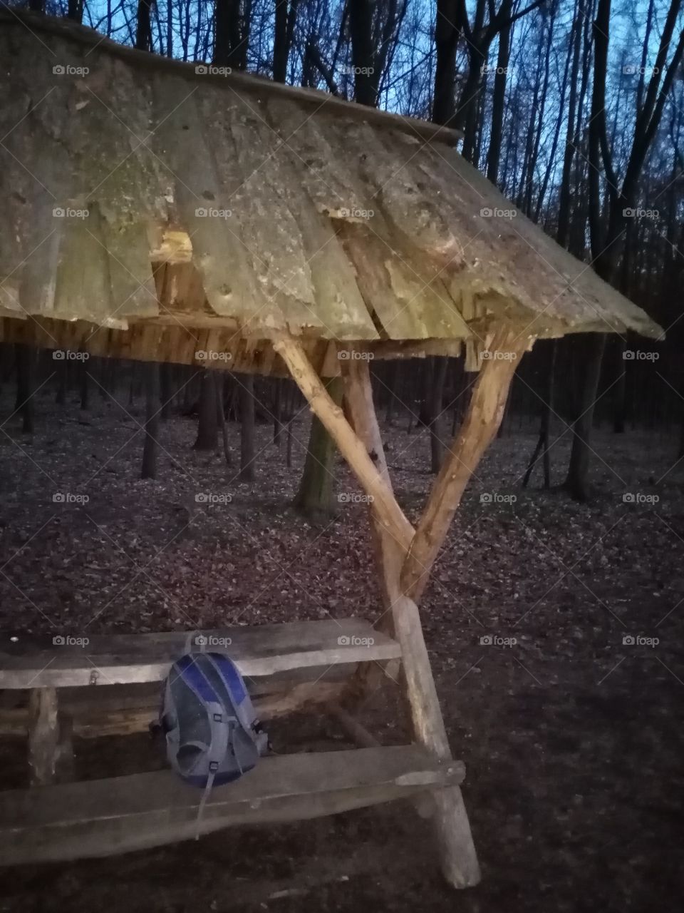 Wanderung, Abendswald