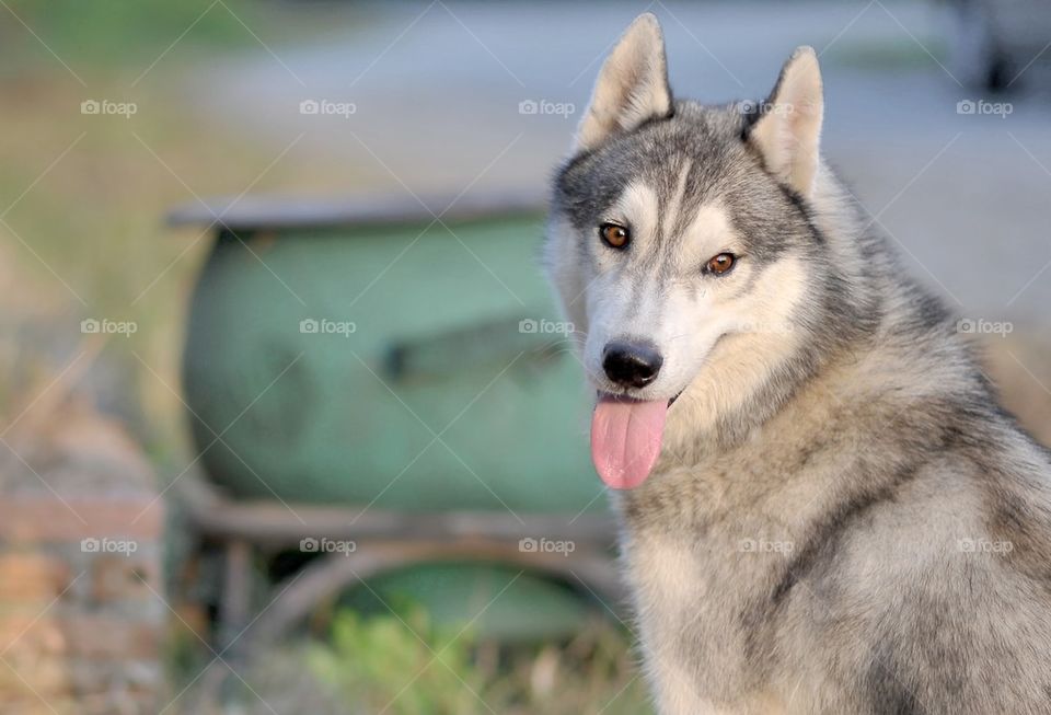 siberine husky