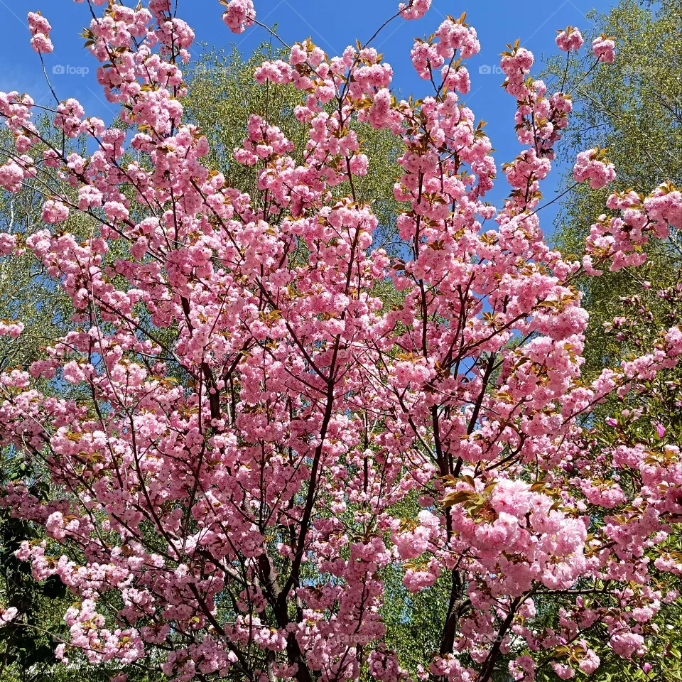 Sakura in bloom