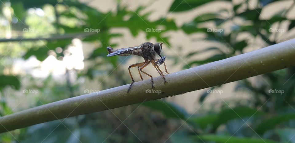 killer fly, enjoying a fast and very comfortable meal