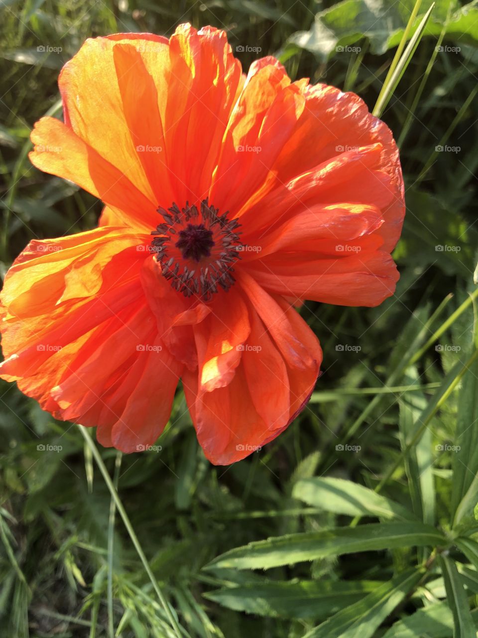 Poppy in sunlight
