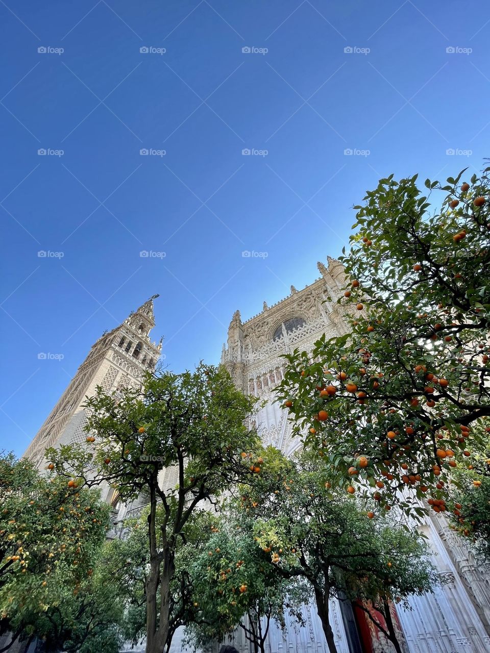 Low angle view corner of Sevilla cathedral and its bell tower, the Giralda, with orange trees 