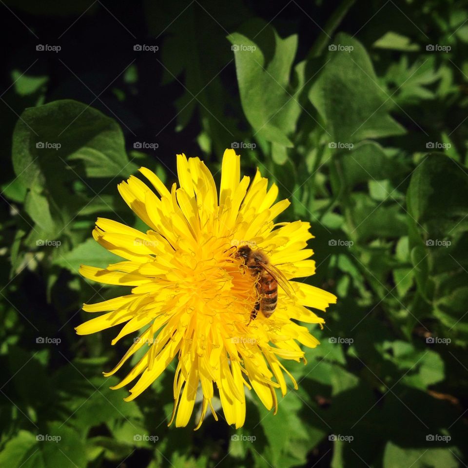 Bee on dandelion. Bee on dandelion