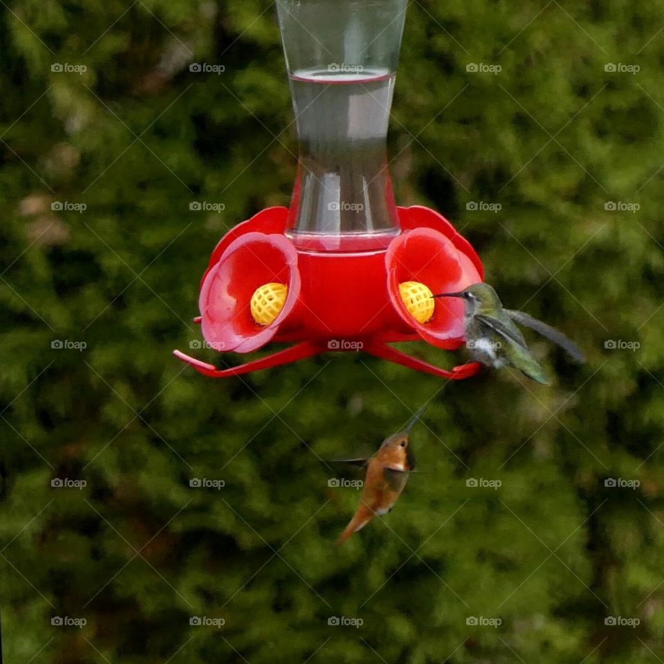 hummingbirds time for dinner