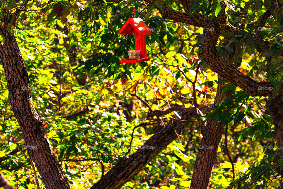 orange bird feeder