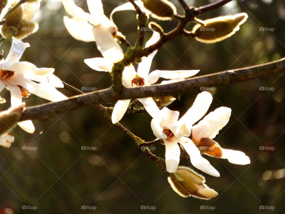 Spring magnolia bud