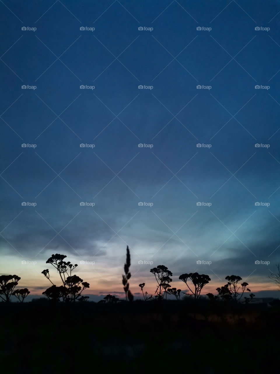 💙  Silhouettes of Summer Flowers against a Blue Sunset Sky
🌐  Natural Photography