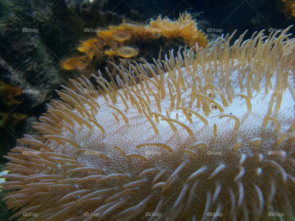 coral. mushroom coral in our fish tank